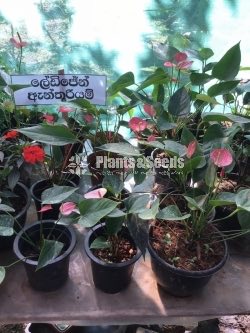 Anthurium 