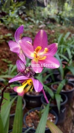 Orchids Collection