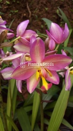 Orchids Collection