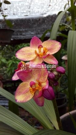 Orchids Collection