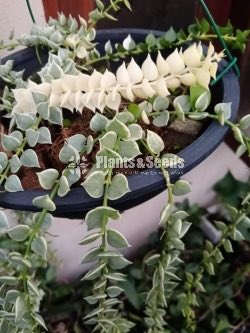 Hanging Plants