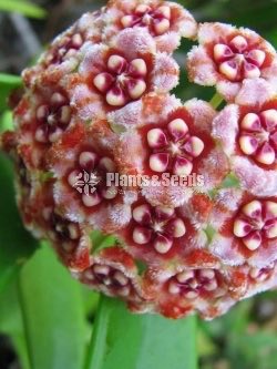 Hoya Plants(Small)