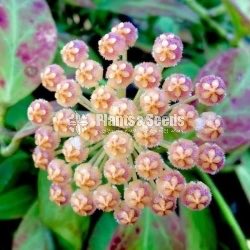Hoya Plants(Small)