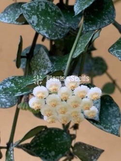 Hoya Plants(Small)