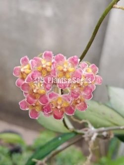 Hoya Plants(Small)