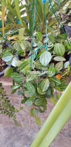 Hanging Plants