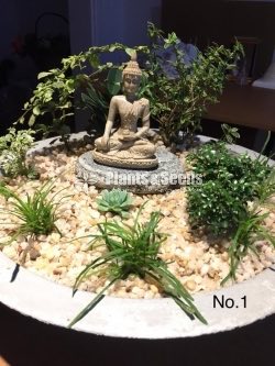The Garden with the statue of the Lord Budhdha 