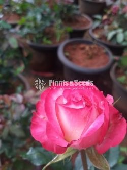 Roses