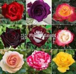 Roses