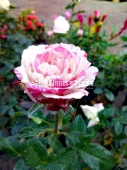 Roses