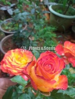 Roses