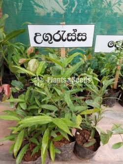 Ugurassa Plants