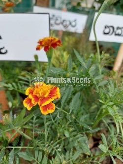 Budda(බුද්ද)