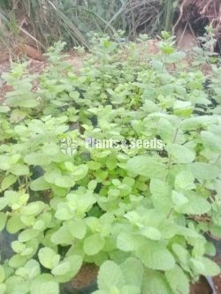 Lemmon Mint