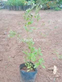Stevia