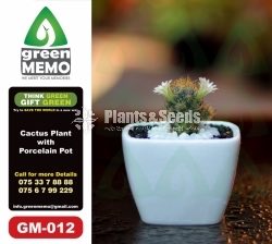Cactus Plant with Porcelain Pot