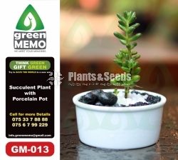 Succulent Plants with Porcelain Pot