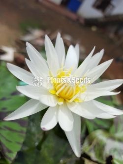  White with Commando leaf 