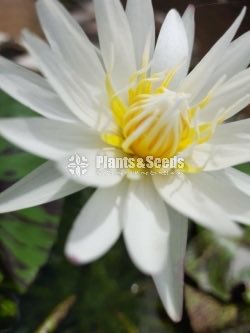  White with Commando leaf 