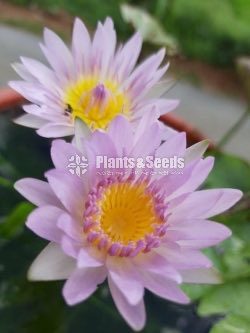  Light Pink with Commando leaf