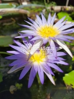  Hybrid - Purple
