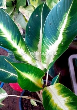 Calathea Plants