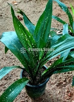 Calathea Plants