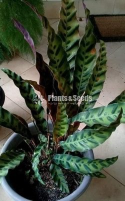 Calathea Plants