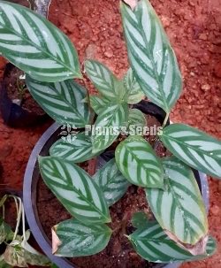 Calathea Plants