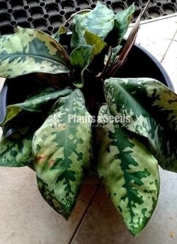 Calathea Plants