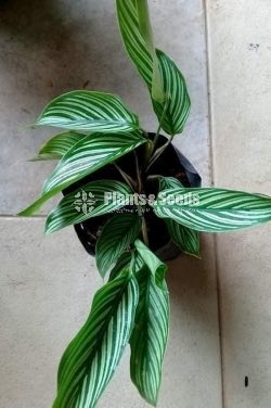 Calathea Plants