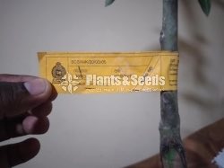 Tjc mango (alponsu - tom and jc)