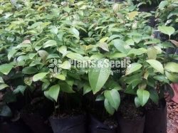 Cinnamon Plants (කුරුදු )