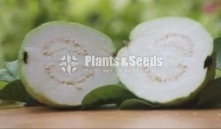 Apple Pera (ඇපල් පේර )
