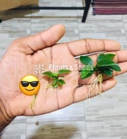 Anubias nana(Aqua Plants)