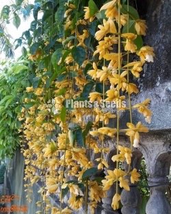 Golden Bell (ගෝල්ඩන් බෙල්)