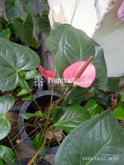Anthurium 