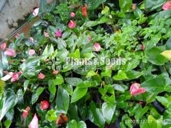 Anthurium 