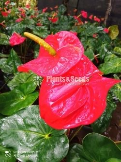 TROPICAL RED