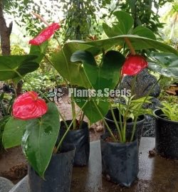 Deshiya Anthurium