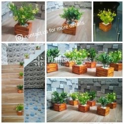 Plant Box