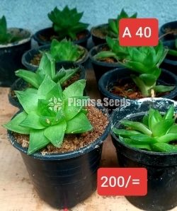 Cactus Collection