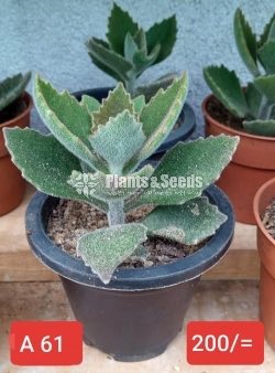 Cactus Collection