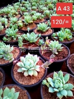 Cactus Collection