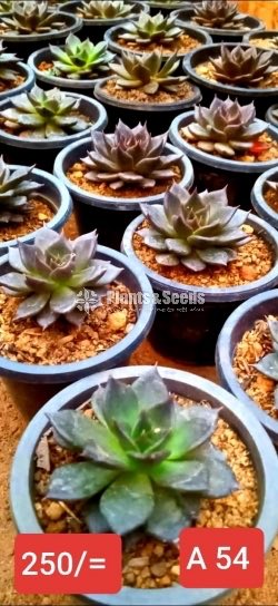 Cactus Collection