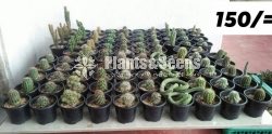 Cactus Collection