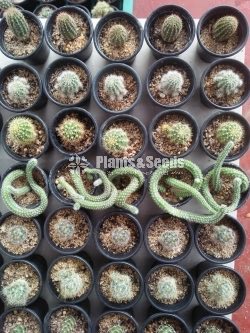 Cactus Collection