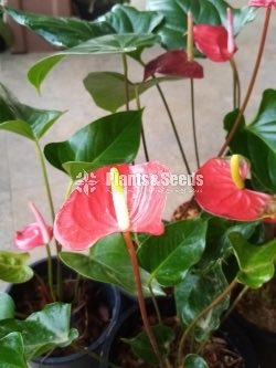 Anthurium Lady J with Flowers