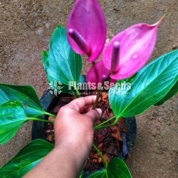Purple range Anthurium