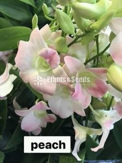 Thailand Dendrobium Orchids